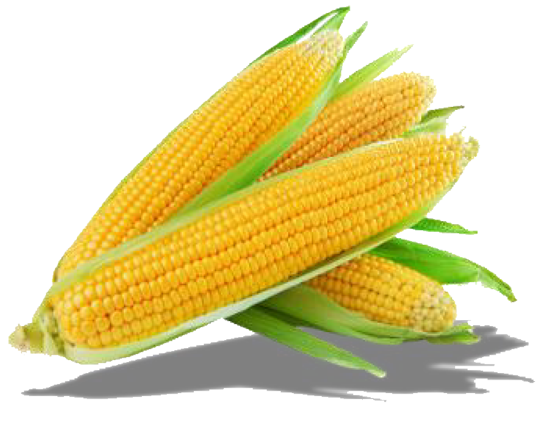 corn-img-r