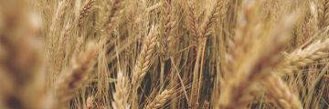 wheat3